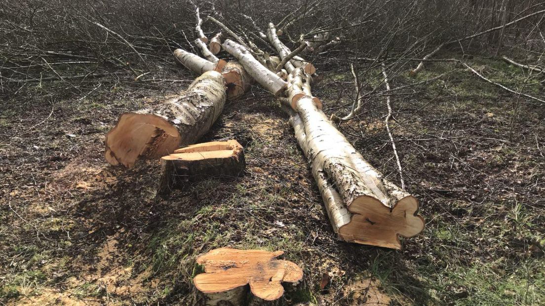 Ook dikke bomen gingen tegen de vlakte (Rechten: RTV Drenthe/Jeroen Willems)