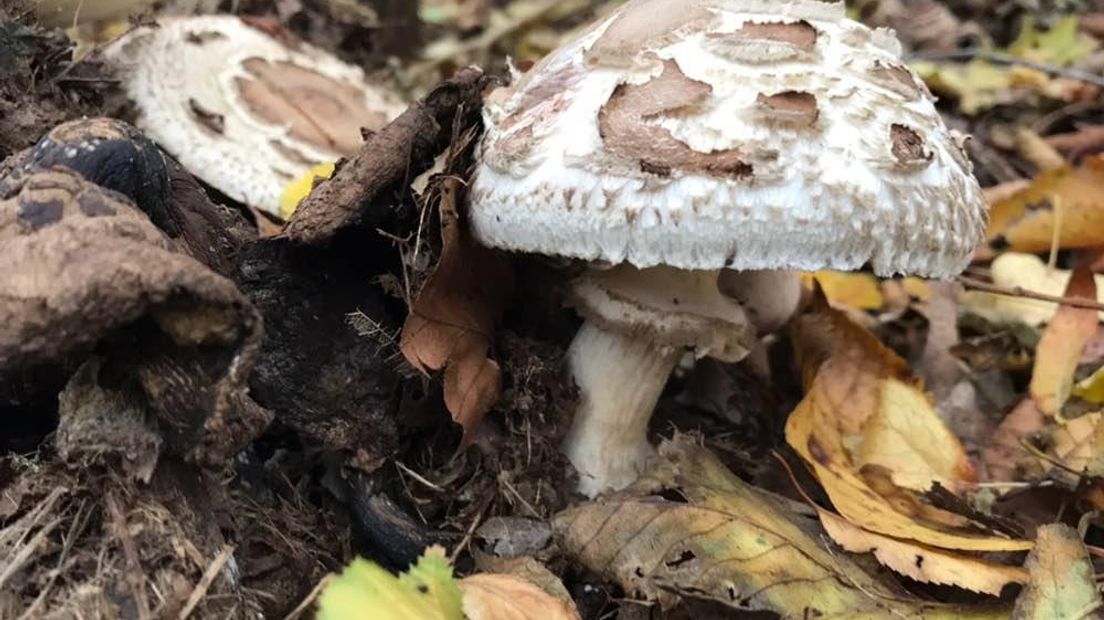 Door de droogte zijn er weinig paddenstoelen (Rechten: RTV Drenthe/Josien Feitsma)