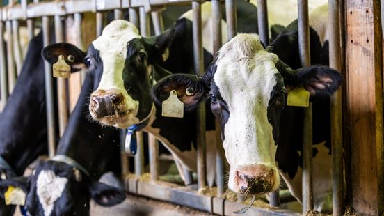 Boer draait hoofd weg voor fouten: koeien ondervoed en leven in eigen mest Home