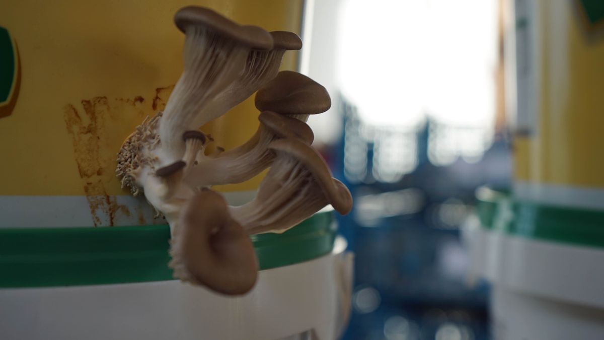 Onderneming groeit op koffieprut: 'Oesterzwammen groeien er prima op'