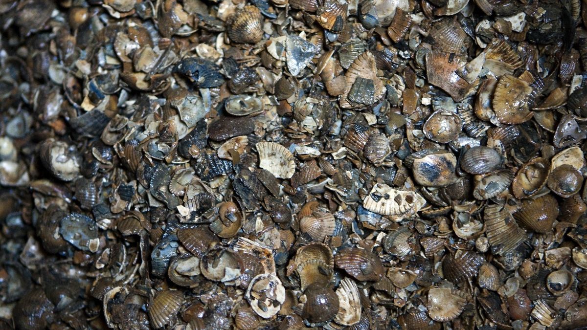 Schelpenwinning Waddenzee in het geding, winbedrijven zoeken compromis