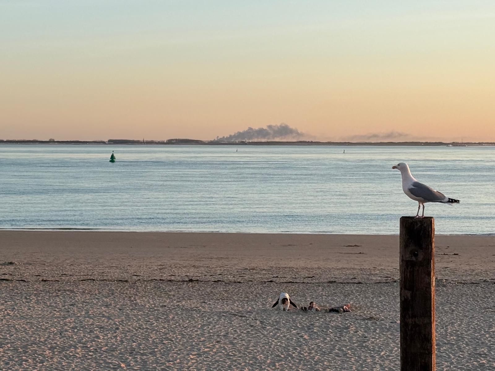 Brand in hakselaar Aardenburg, diesel komt in sloot terecht