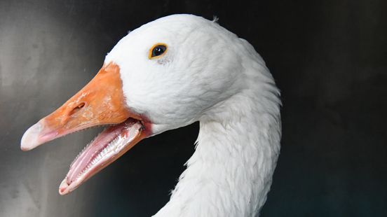 Dode vogels in Leerdam overleden aan vogelgriep, gemeente roept burgers op alert te zijn Home