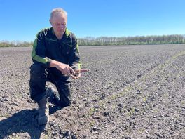 Naakte haver op het land in Zeijen: gewas heeft de 'perfecte start'