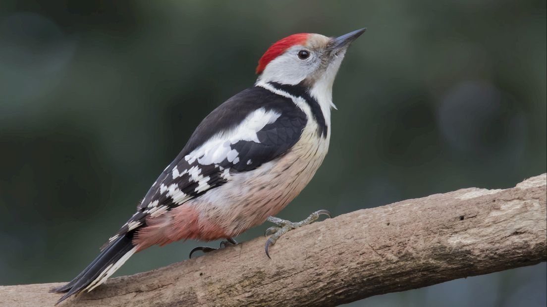 De middelste bonte specht