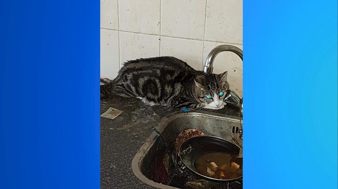 Verwaarloosde katten gevonden in Goor