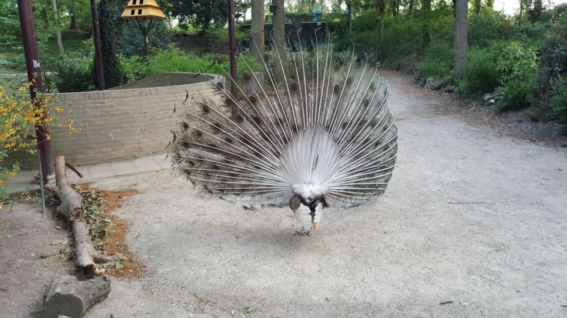 De dieren op het Vogeleiland in het Rijsterborgherpark in Deventer