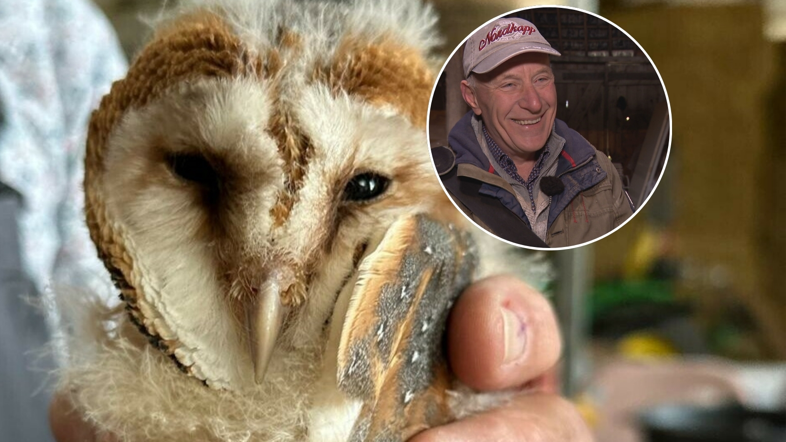 Zorgen, maar ook hoop voor kerkuilen in Zeeland: minder broedparen, maar wel meer jongen