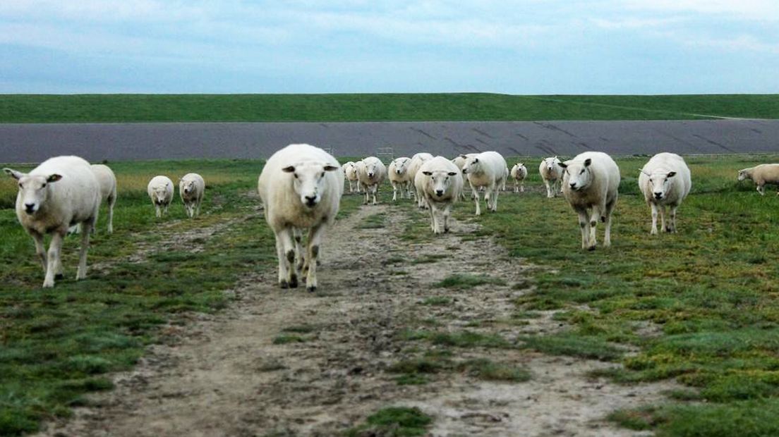 Schapen op de zeedijk tussen Lauwersoog en Delfzijl