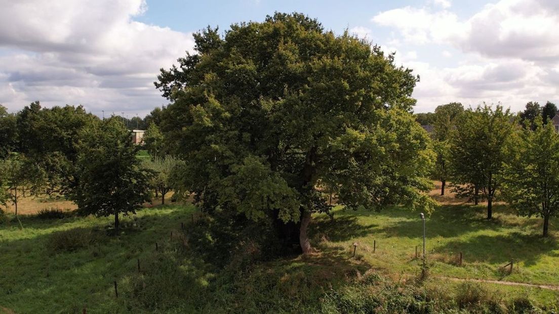 De Duizendjarige eik is misschien niet de oudste boom van ons land.