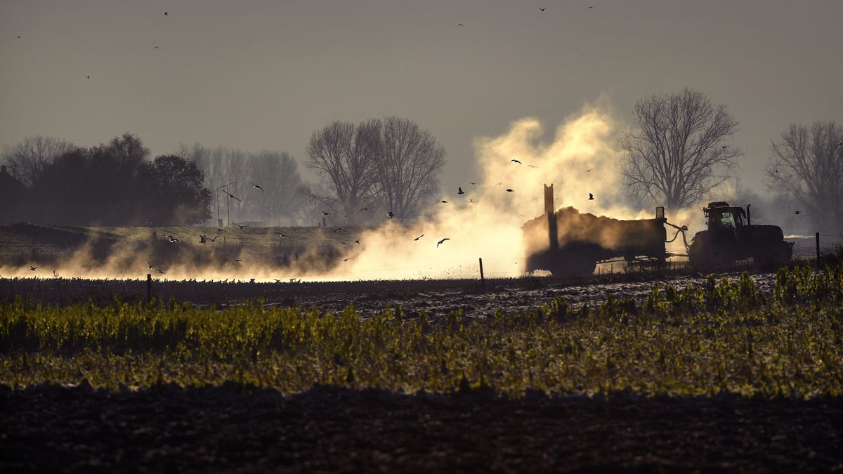 Boerenorganisaties komen met eigen plan voor mestproblematiek: 'We lopen tegen een muur aan'
