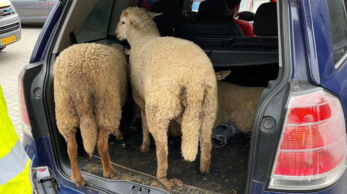 De schapen werden in de kofferbak vervoerd.