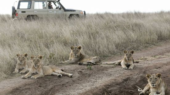 Dierenarts waarschuwt voor keerzijde van wildlife-vakanties