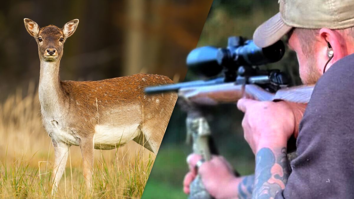 Jagers grijpen in bij Oranjewoud: de trekker overhalen voor minder damherten