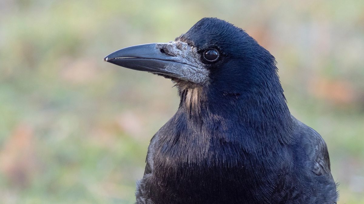 Veel overlast van roeken: gemeente Leeuwarden gaat de vogels verjagen