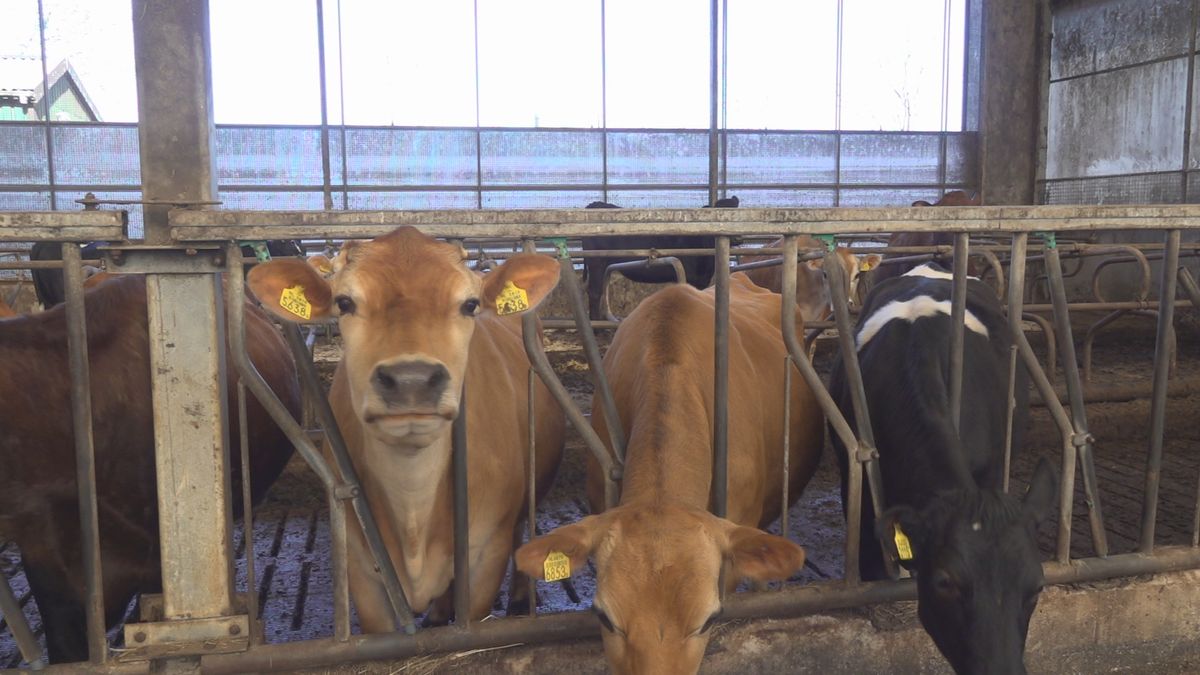 Illegale boer Hans blijft optimistisch, met zijn eigen kaas