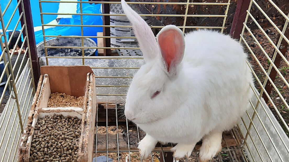 Bij een inwoner van de gemeente Rheden heeft de Dierenbescherming 25 konijnen, drie kippen, twee duiven en drie grasparkieten in beslag genomen. De eigenaar had al eerder boetes gehad, omdat de dieren in erbarmelijke omstandigheden leefden.