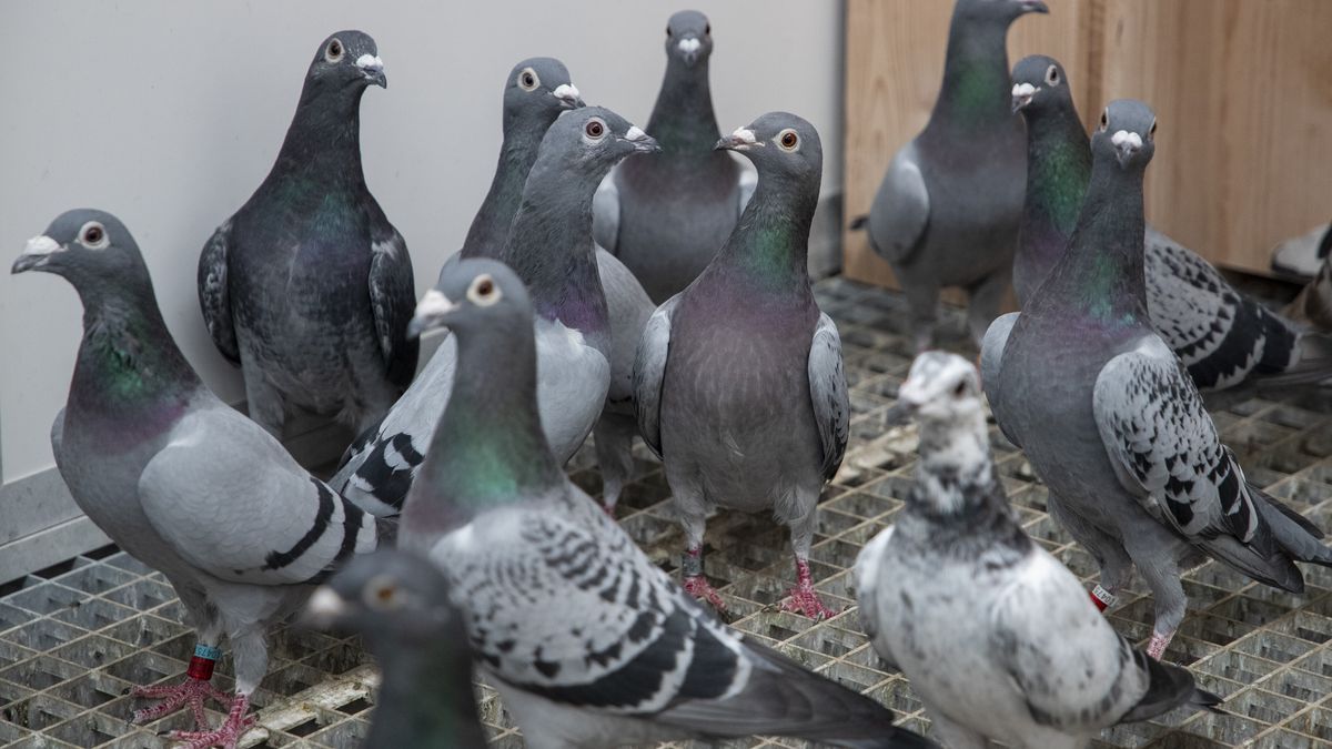 Reconstructie: Buurman speelde cruciale rol bij arrestatie van bende duivendieven
