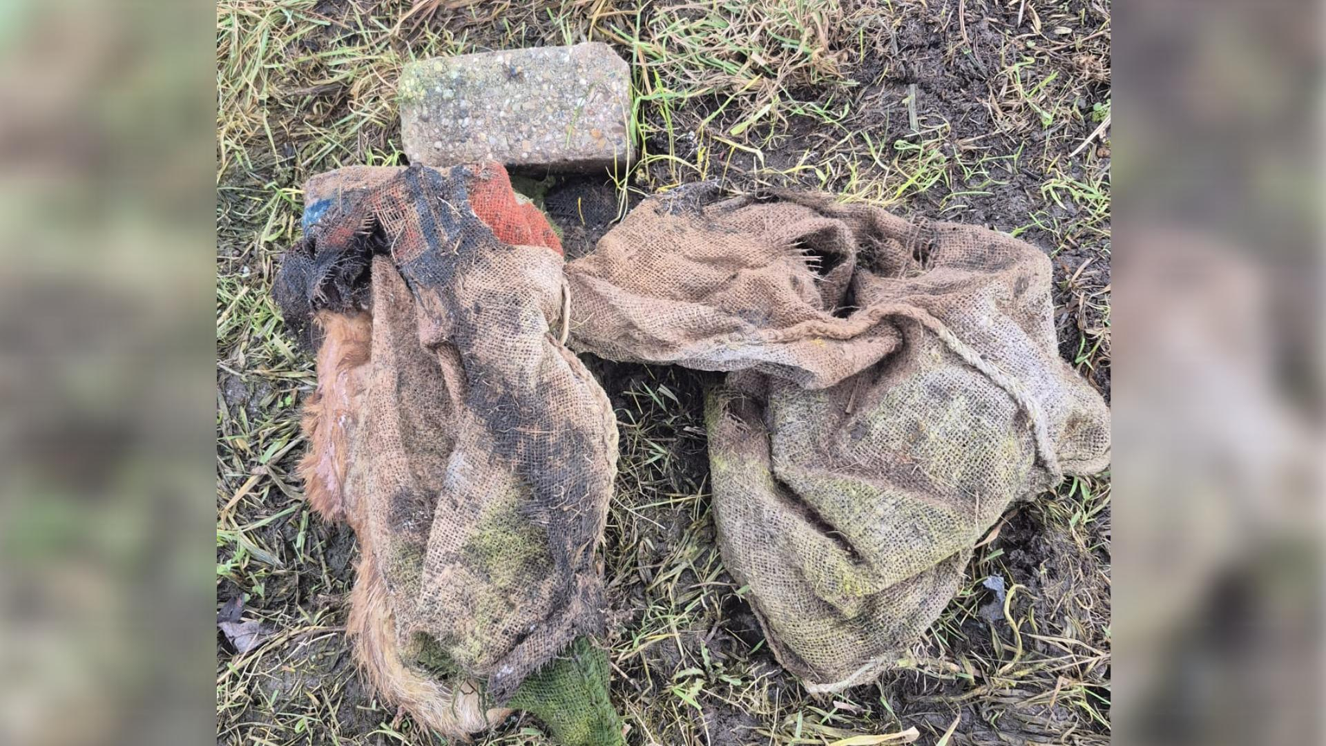 De dode kat werd met steen en al gevonden in een jute zak