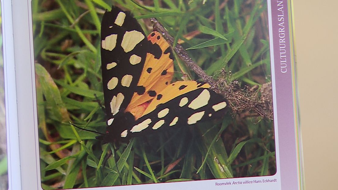 De Roomvlek vlinder, de favoriet van de samensteller van de Nachtvlinderatlas