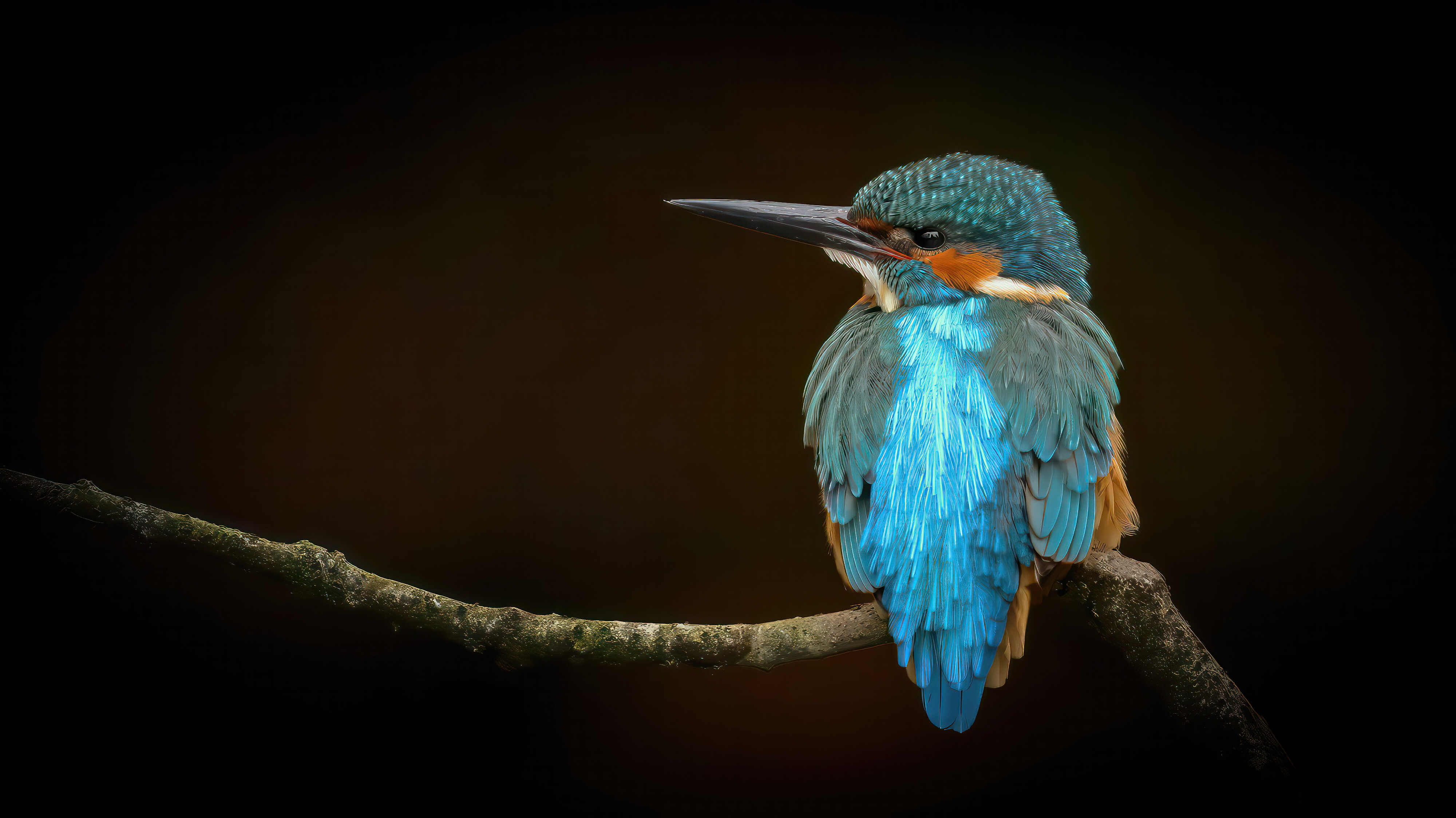 Door de steilwandjes van Harry Kiewiet gaat het goed met de ijsvogels in Coevorden