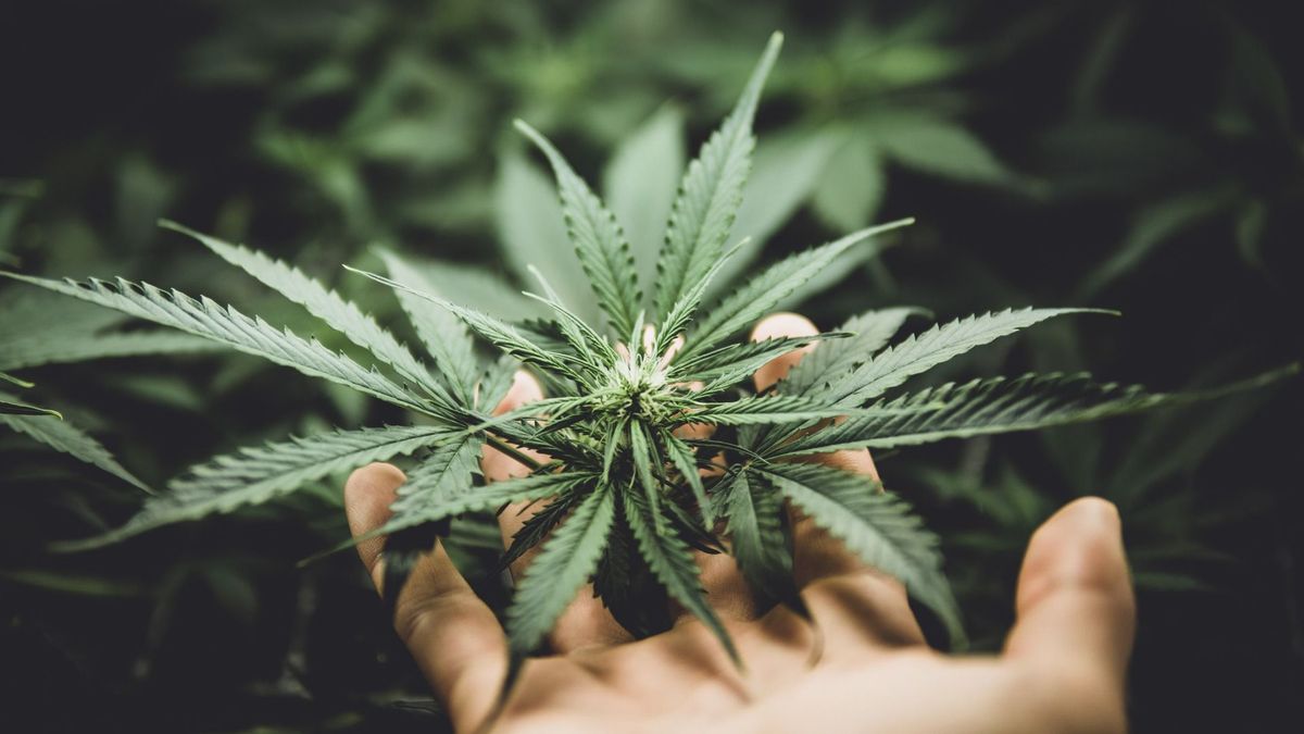 Burgemeester Waanders sluit drugspand in Tzummarum