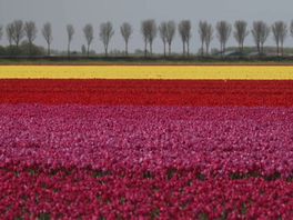 In Oude Tonge staan de tulpen weer in bloei.
