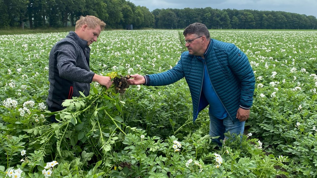Proefveld Wijster levert betere aardappelplant zonder glyfosaat