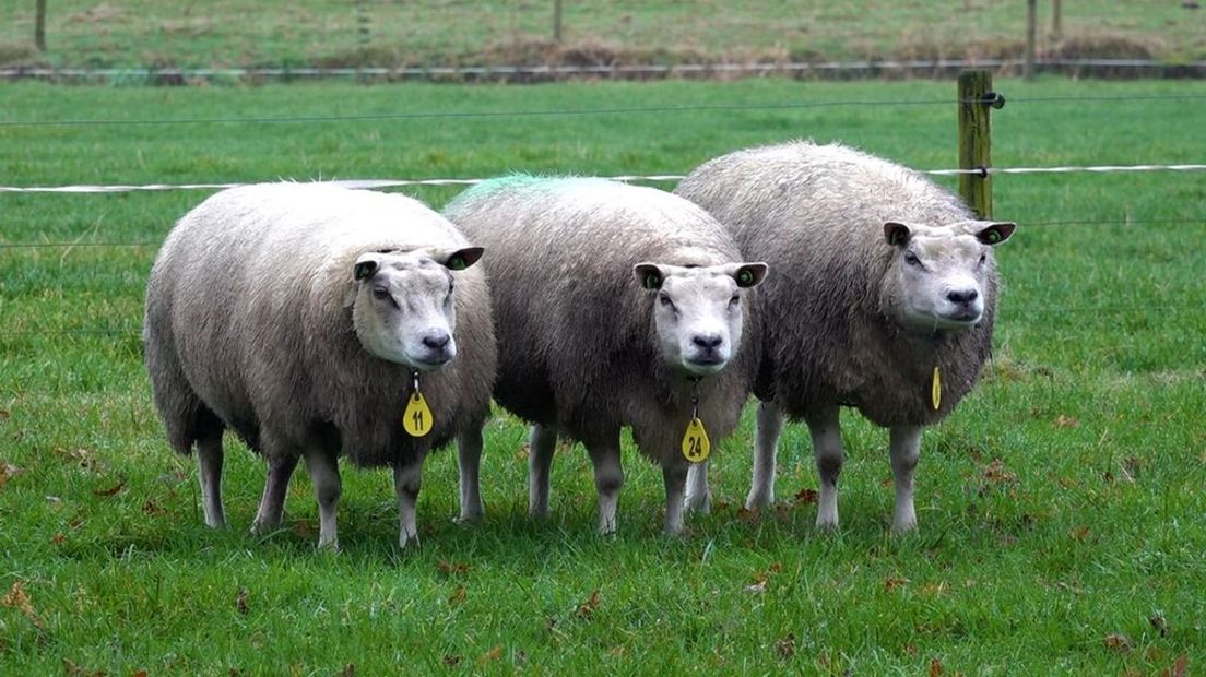 De schapen van Steven Koopman.