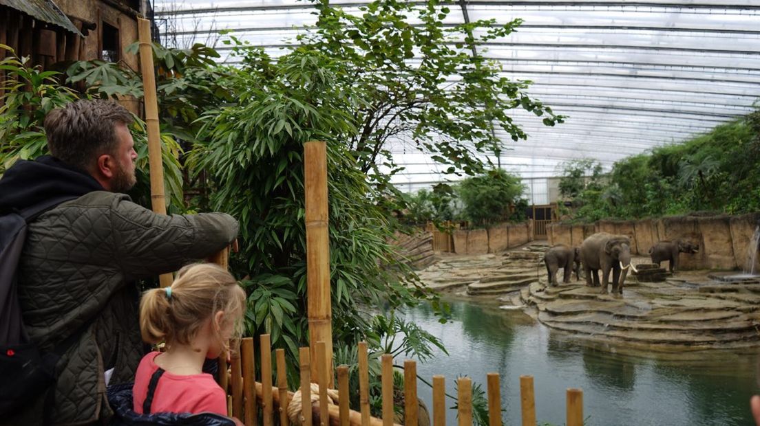 Kijken bij de olifanten (Rechten: RTV Drenthe / Kim Stellingwerf)