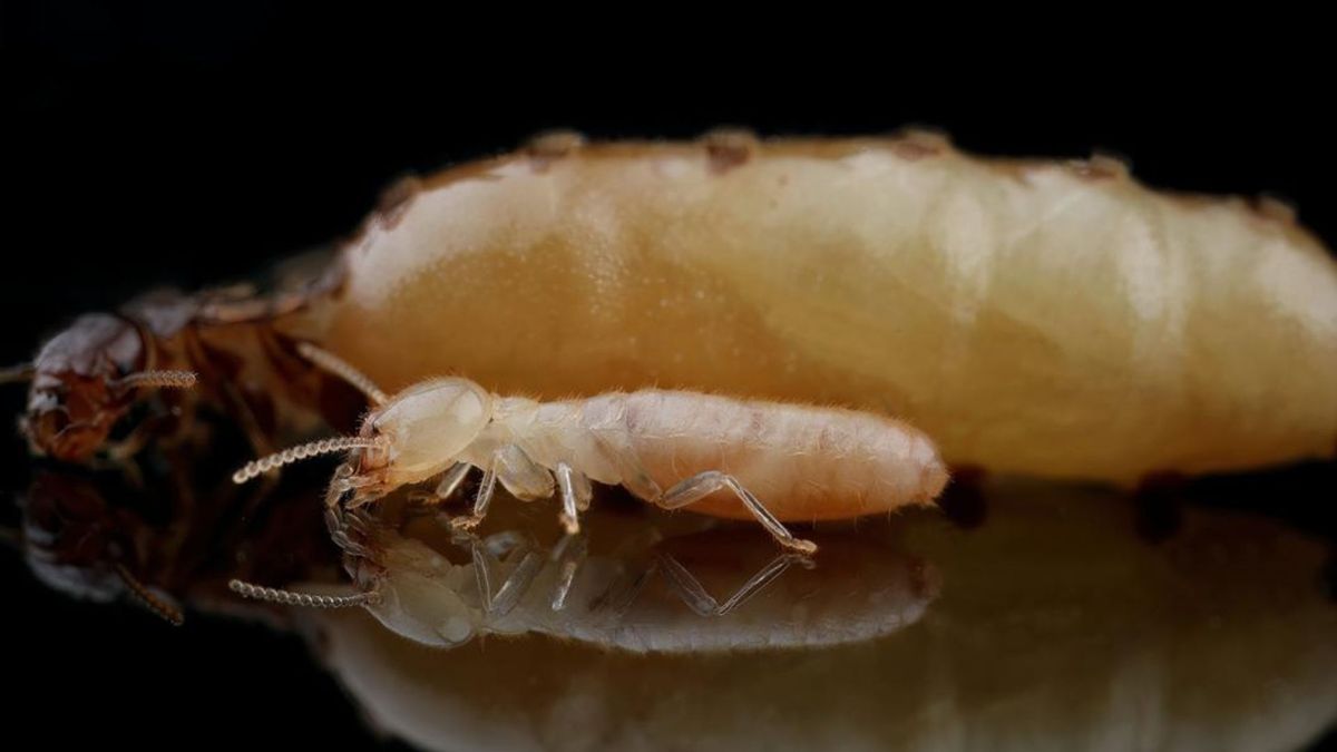 'Ze eten hele houten constructies op', termieten vestigen zich in Nederland