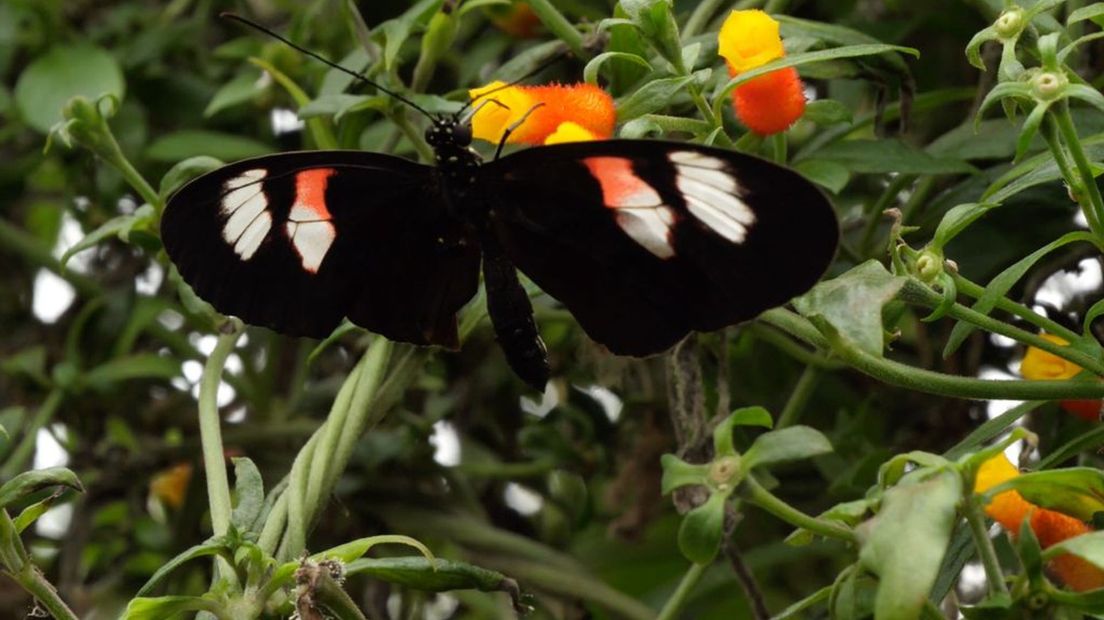 Vlinder eet nectar uit bloem
