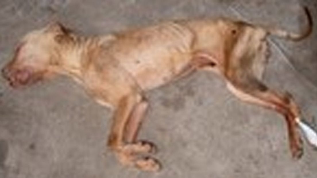 Veel reacties na vondst dode hond