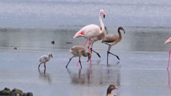 Pluizige flamingokuikens stelen de show net over de grens