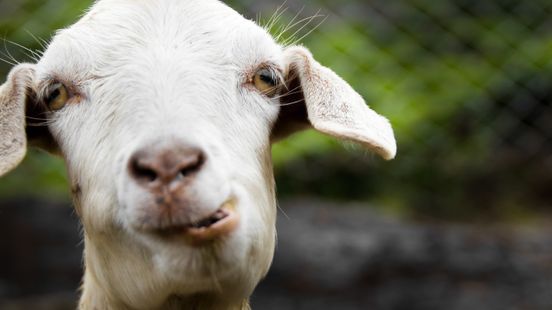 Venlo grijpt niet in bij geitenboerderij: 'Pokeren met gezondheid inwoners' Home