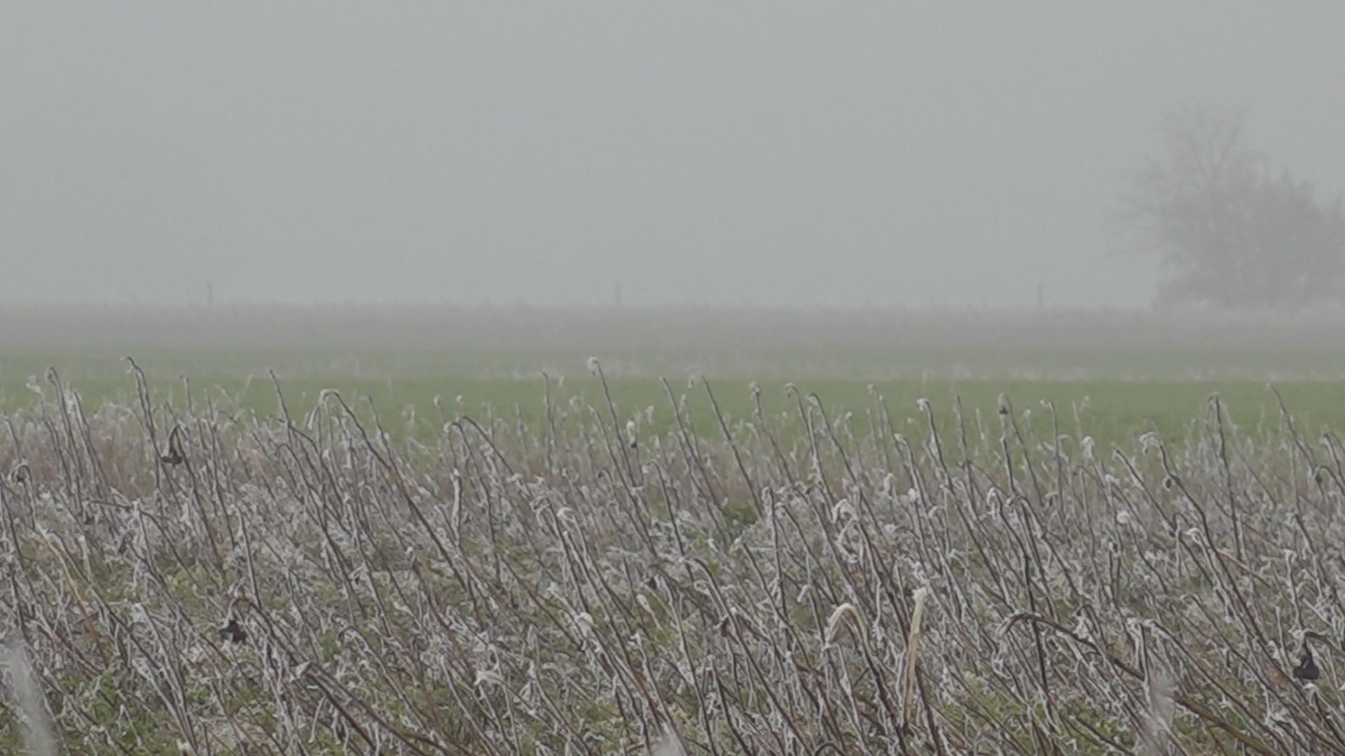 In fûgelikker yn de winter