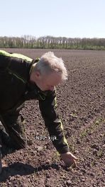 Naakte haver in Zeijen