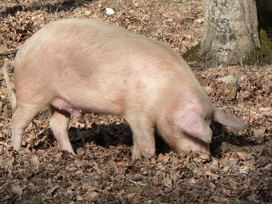 Diervriendelijk stemmen: Alle dieren mogen elke dag naar buiten.