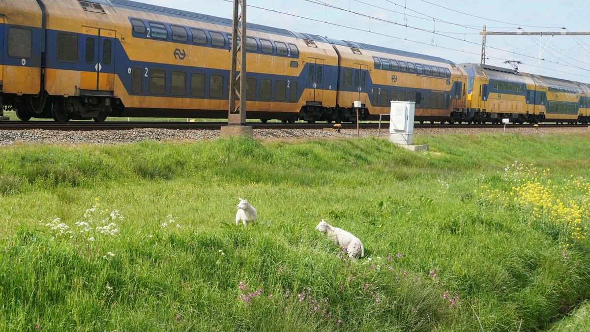 Lammetjes vlak bij spoor ontregelen kort het treinverkeer