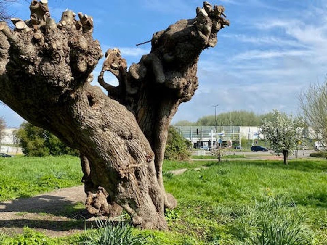 De Hollandse linde op het Landje van Chardon is de oudste boom van Vlaardingen
