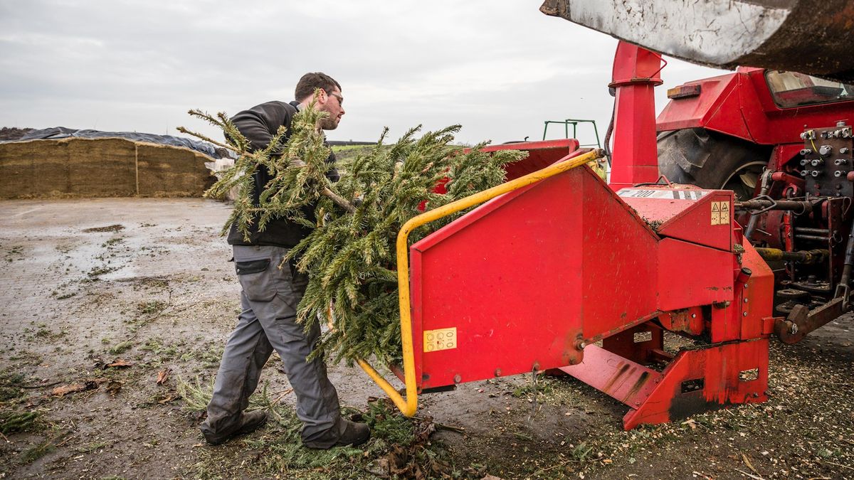 Kerstbomen in Ommen omgetoverd tot ligbed voor koeien