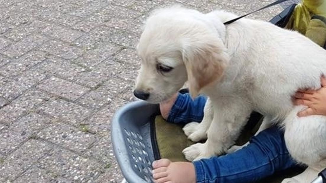 Puppy Pip is verdwenen uit een schuur in Zonnemaire, waarschijnlijk is ze gestolen