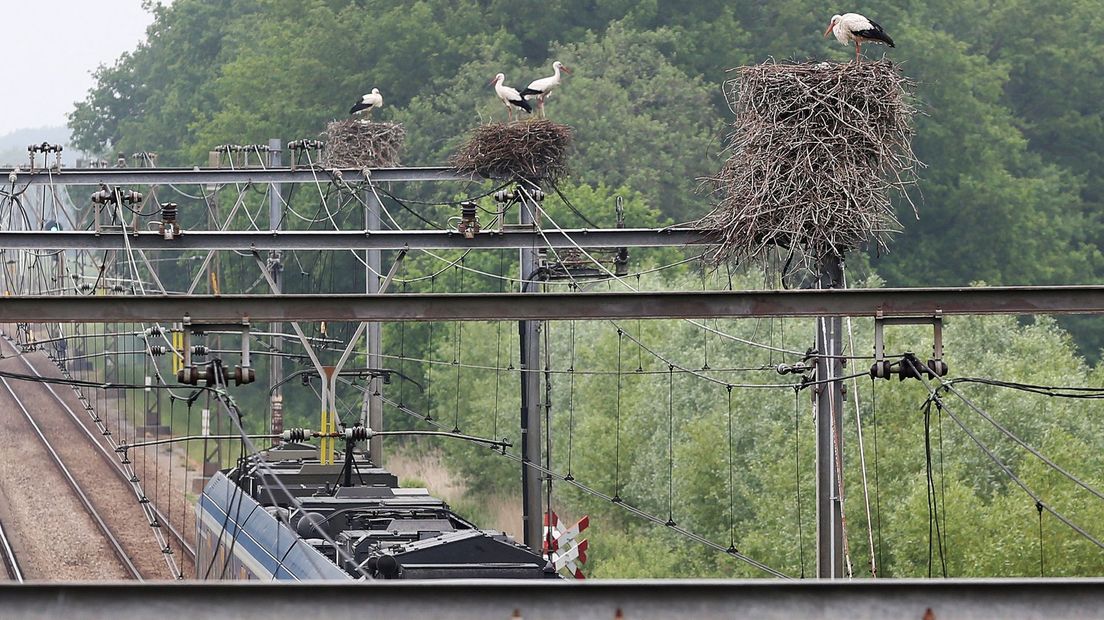 Op de bovenleiding van het treinspoor bij Hoogeveen zijn drie ooievaarsnesten gebouwd