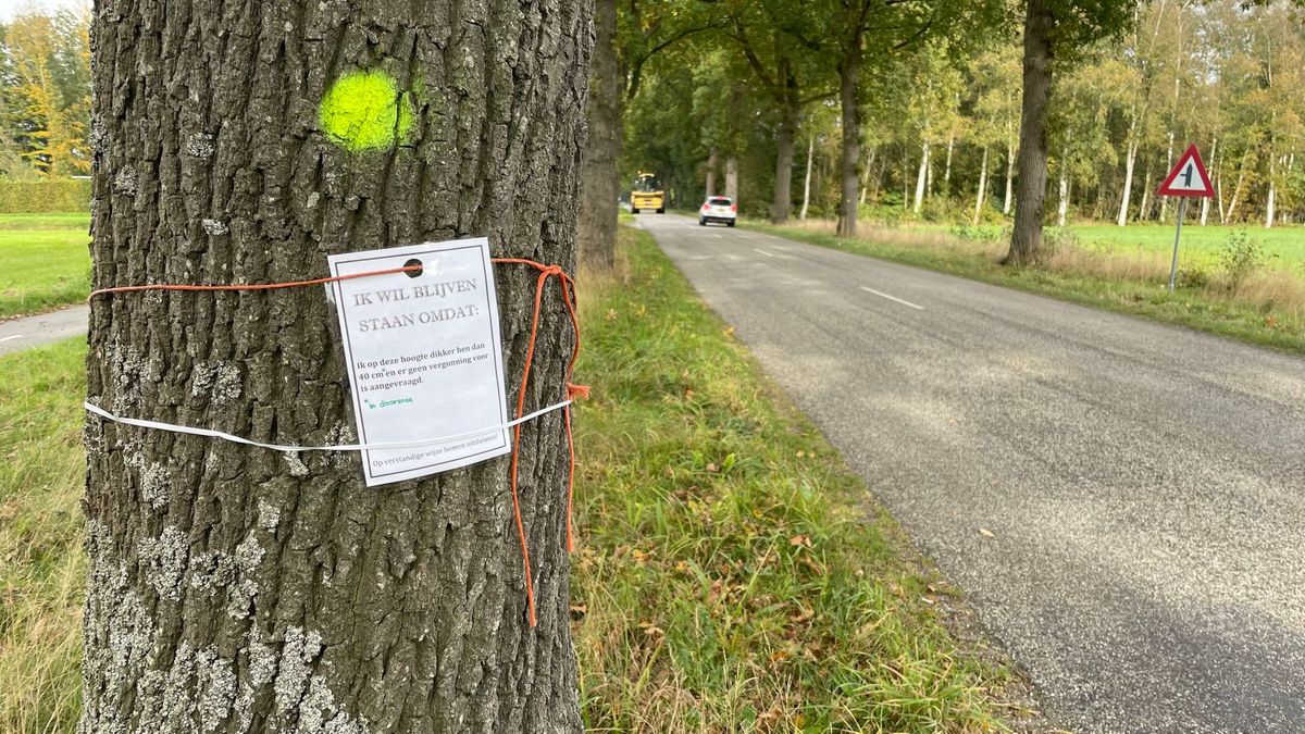 Buurt beschermt bomen in Witteveen, kap uitgesteld