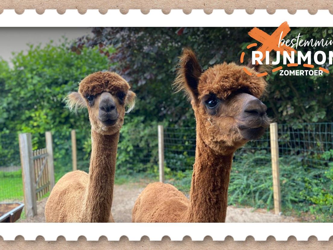 Alpacake in de Hoeksche Waard