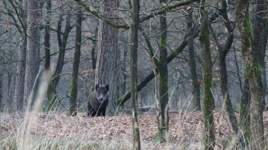 Wild zwijn op de Hoge Veluwe