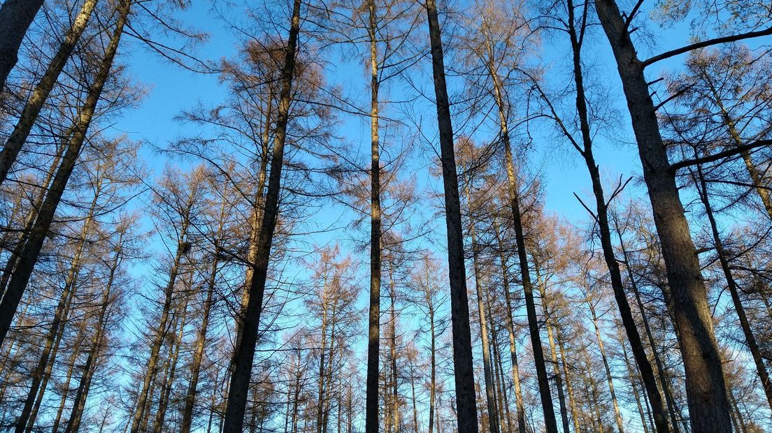 Naaldbomen in de winter