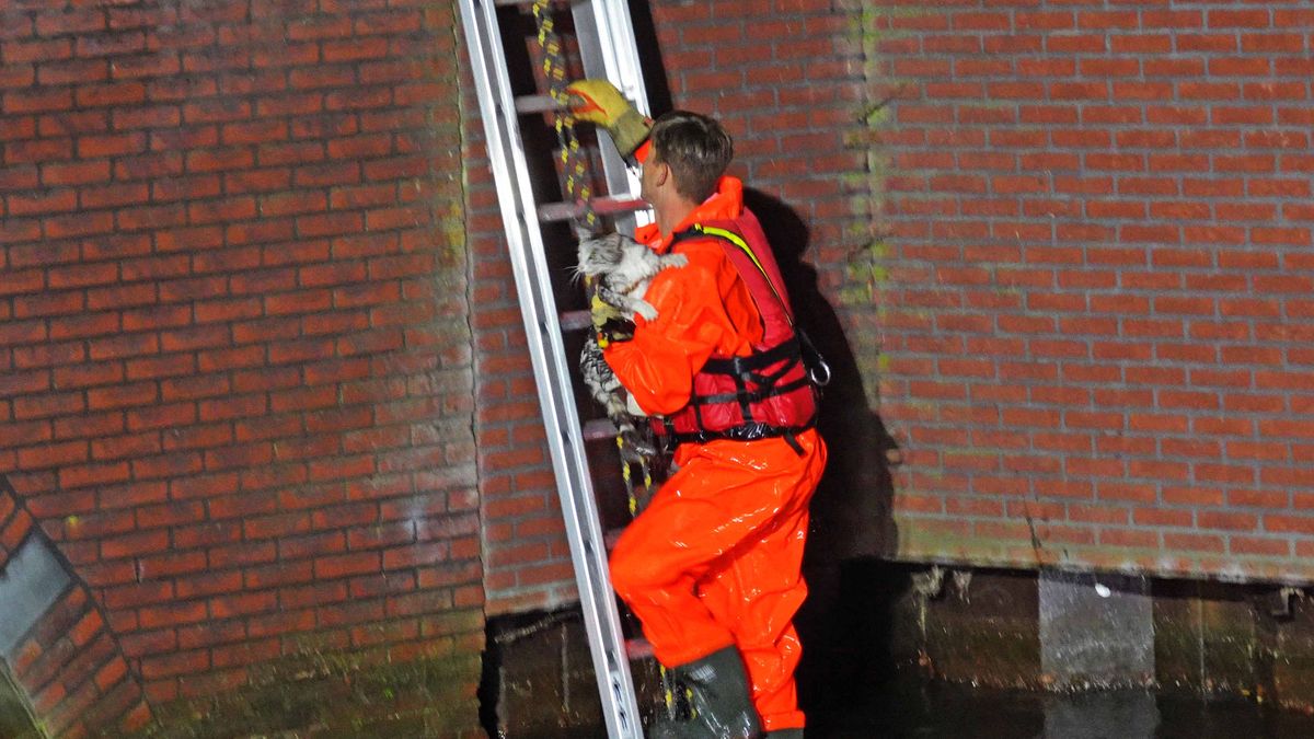 Brandweer redt kat uit Zuidergracht in Kloosterveen