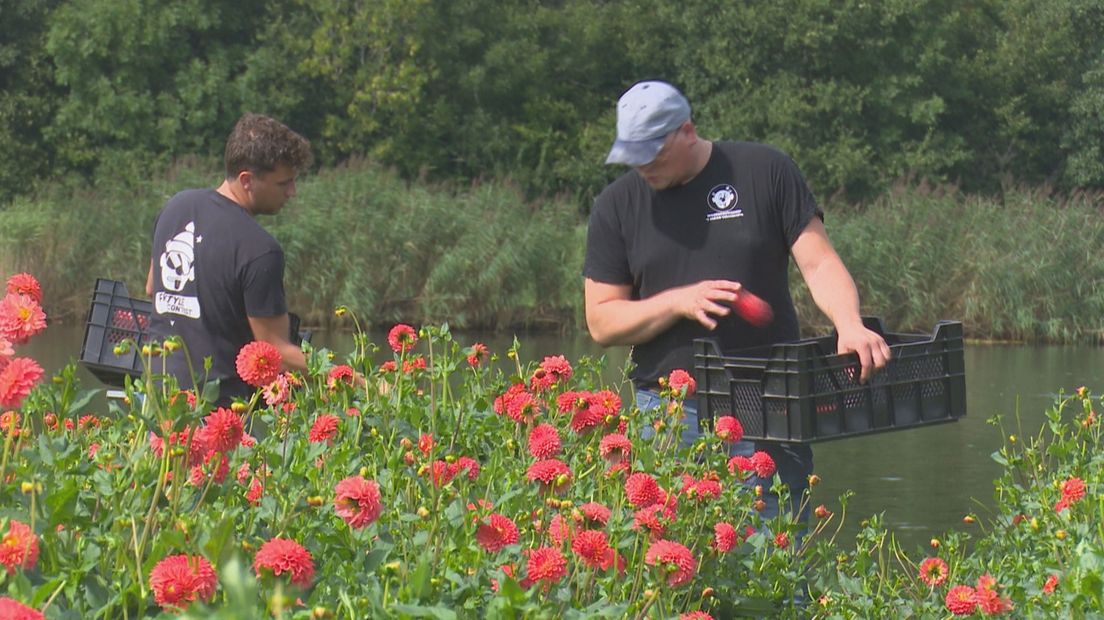 Dahlia's plukken in Vollenhove