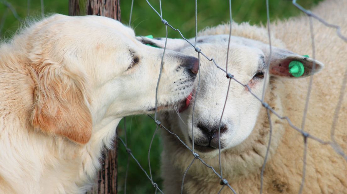 Hond likt een schaap in een wei bij 's-Heerenhoek